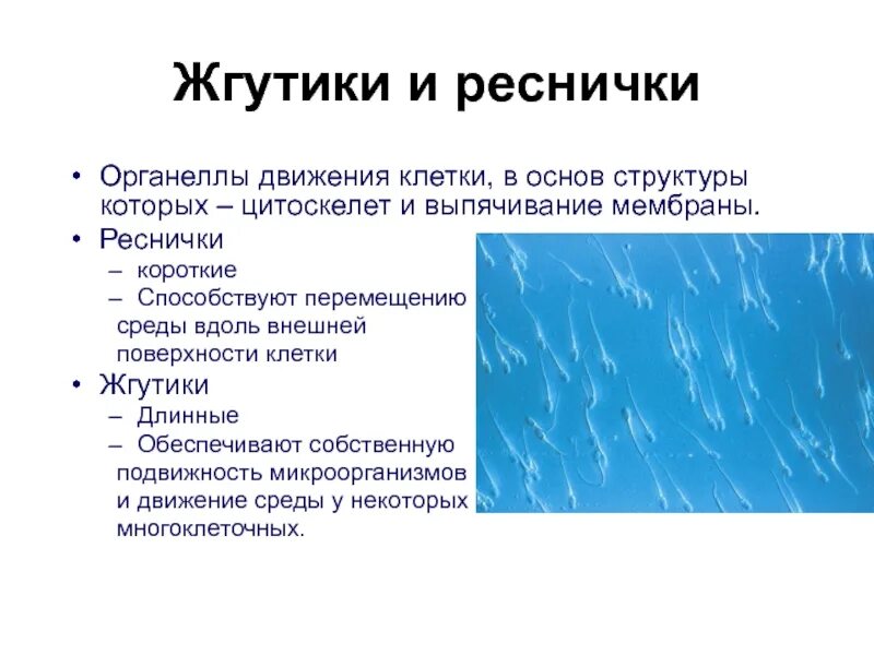 Движение среды. Реснички и жгутики строение и функции в клетке. Особенности строения и функции ресничек и жгутиков. Строение и функции ресничек и жгутиков кратко. Жгутики строение и функции.