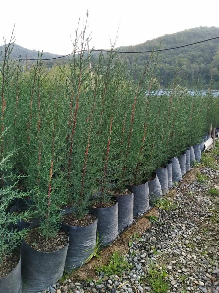 пальметта яблоня. питомник растений королевский сад. саженцы в сочи. саженцы в сочи. саженцы в сочи.