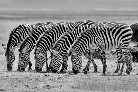 They are black and white