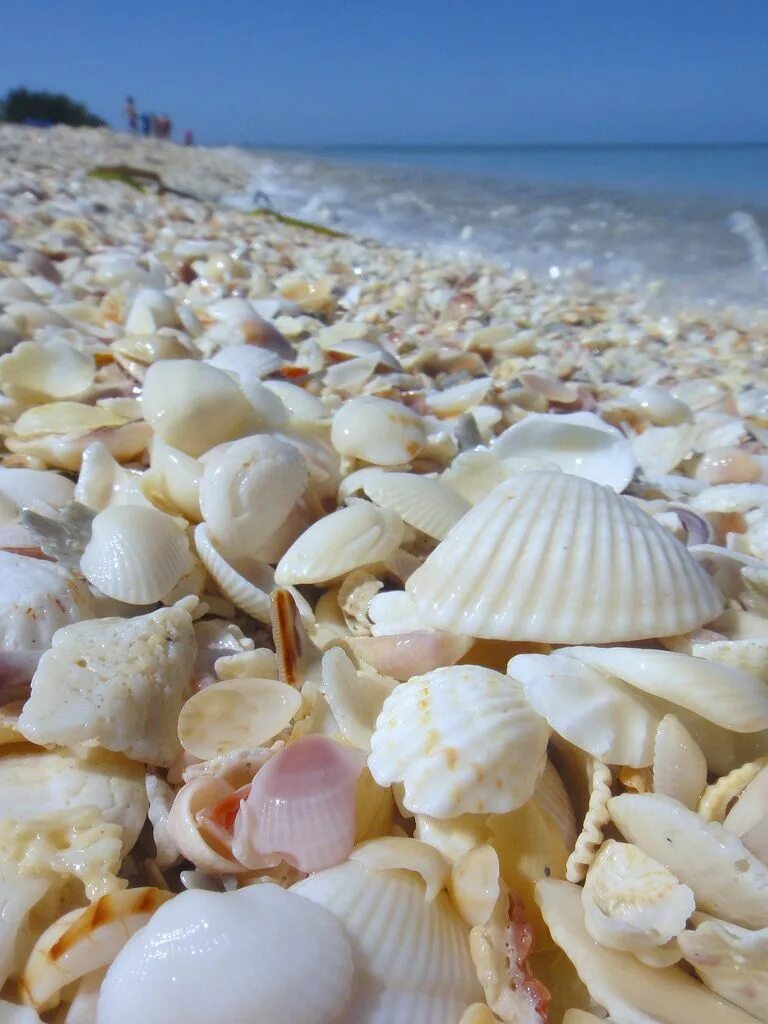 Азовское море ракушечный берег. Феодосия ракушечный пляж. Ракушечный пляж на Азовском море. Приморско Ахтарск ракушечный пляж.