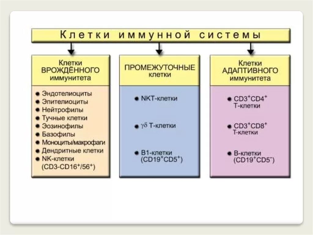 Функции клеток врожденного иммунитета. К клеткам врожденного иммунитета относятся. Основные клетки врожденного иммунитета. Клетки, относящиеся к системе врожденного иммунитета.