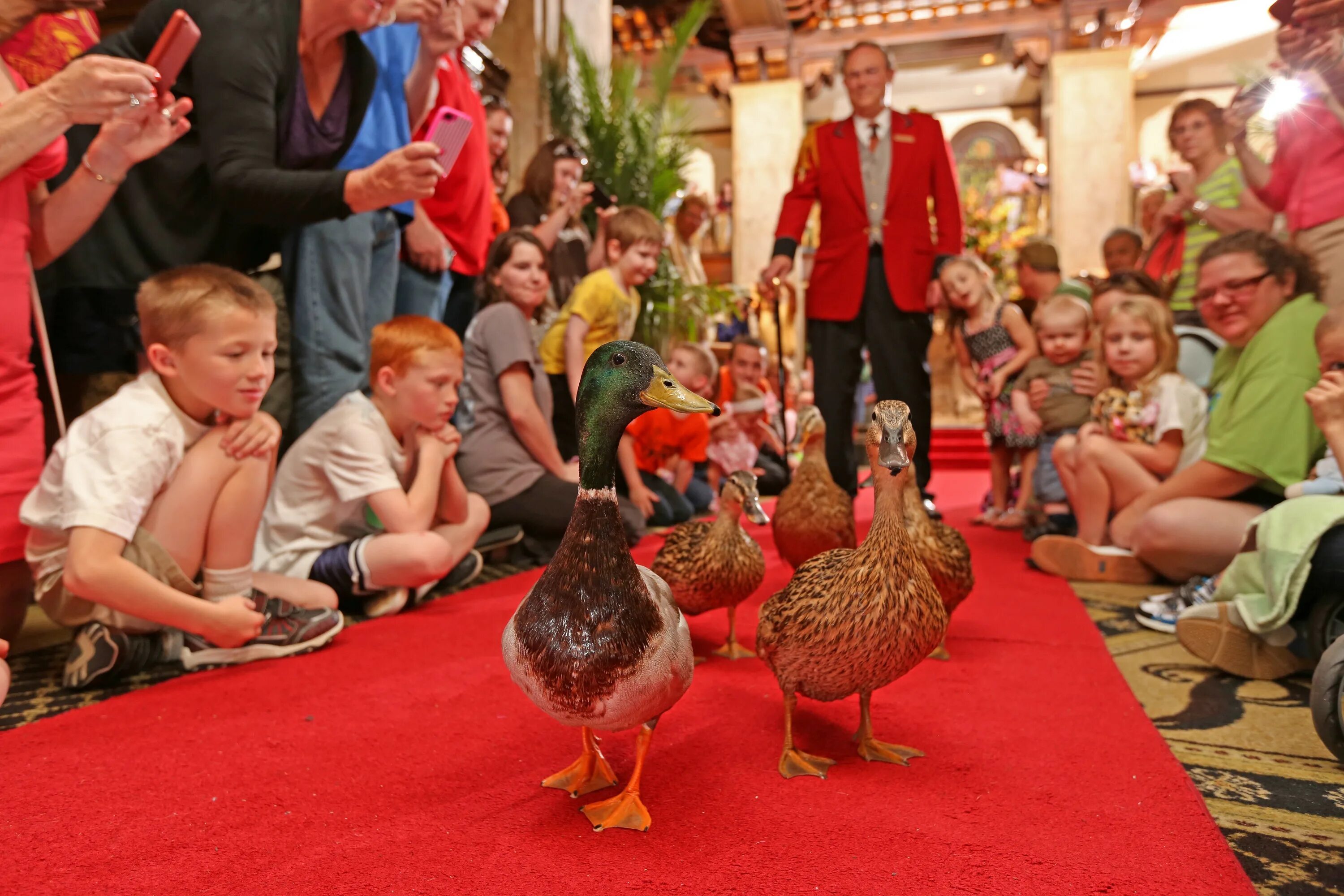 Ducks hotel. Ducks гостиница. Дрессировщик уток. Уточки в отеле. Отель номарди барьер.