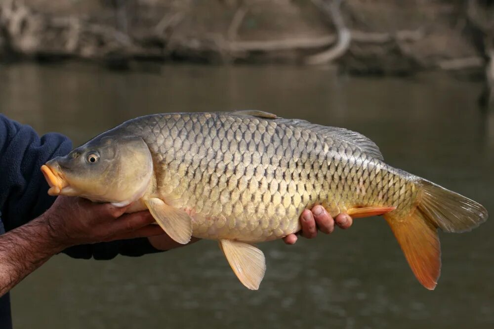 Сазан питание. Сазан (cyprinus carpio). амурский сазан. карп карполов. карп (cyprinus carpio).