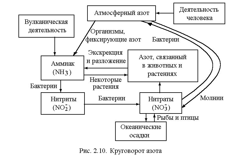 Круговорот азота в биосфере последовательность