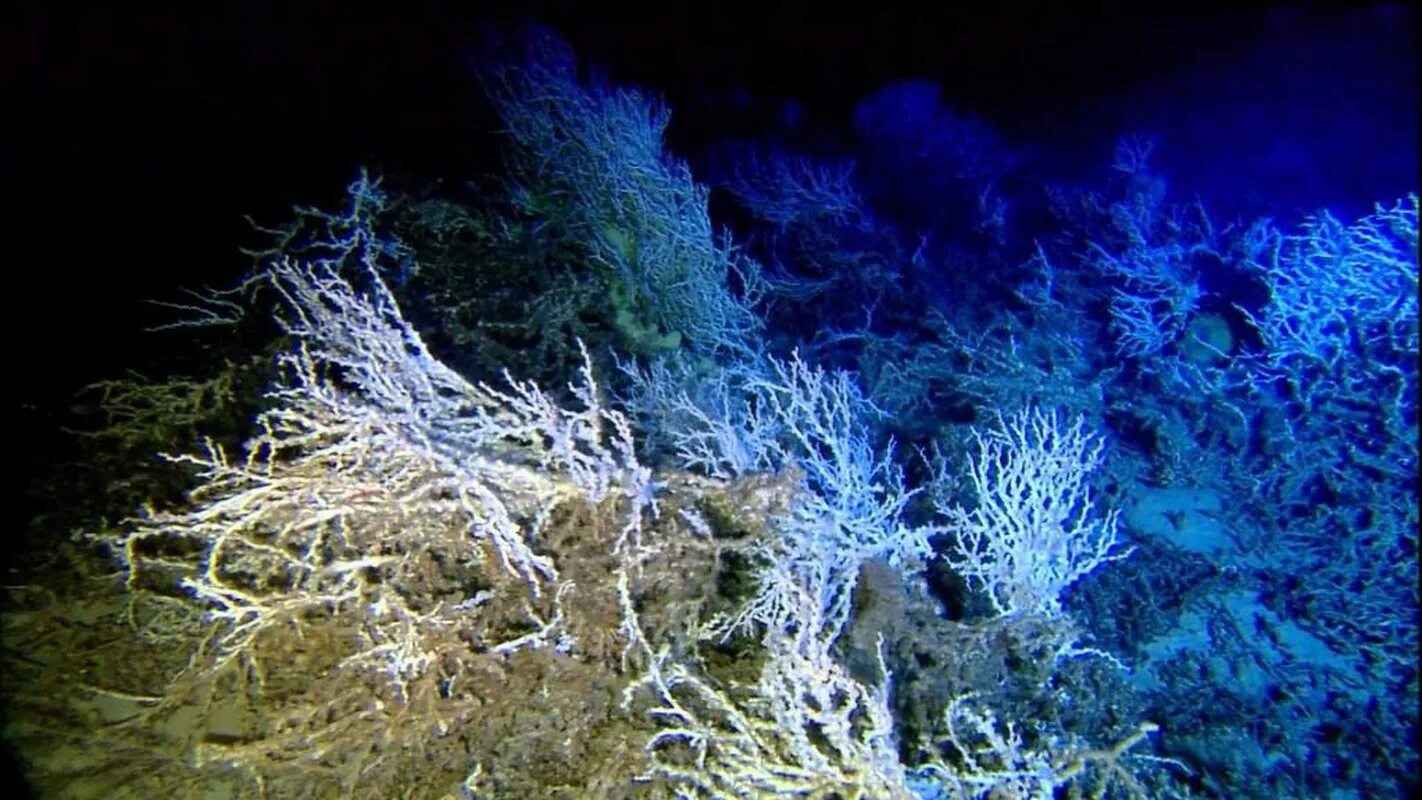 Глубоководные части океана. Глубоководные кораллы. Глубоководные коралловые рифы. Глубоководные коралловые рифы на 3км. Симпозиум коралл.