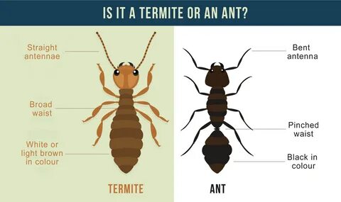 Which do