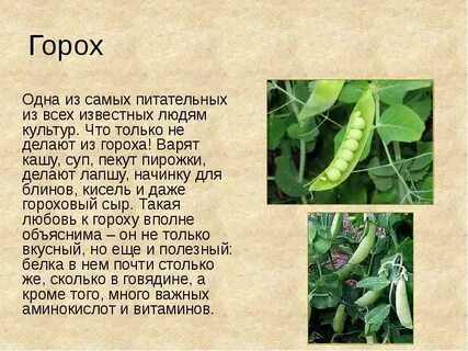 Горох описание