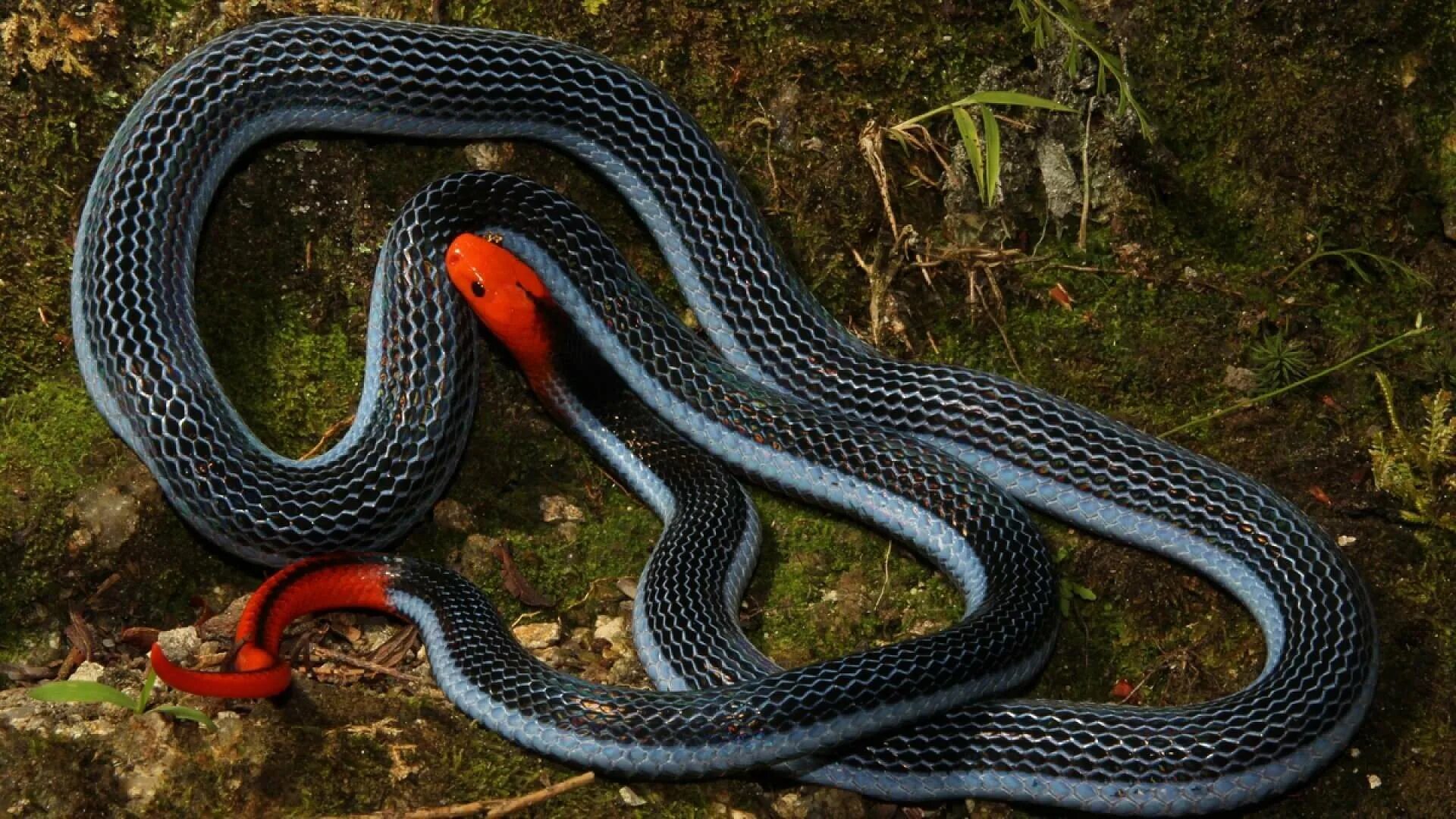 Calliophis bivirgata. Уж полоз. Палестинская гадюка (Vipera Palaestinae). Змеи уж, гадюка, Кобра, полоз.