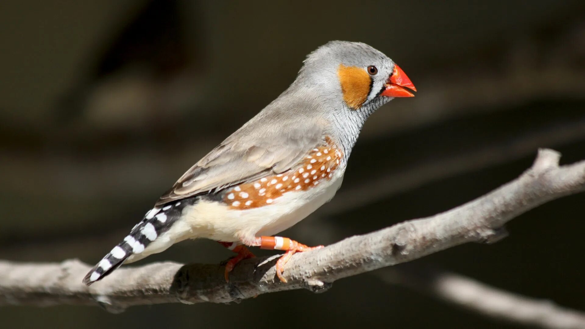 Full bird. Австралийский амадин. Птица амадина серая. Зебровая амадина. Чешуйчатая амадина.