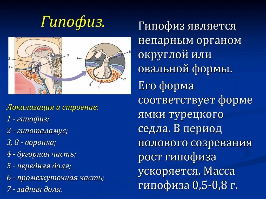 Гипофиз функции кратко. Гипофиз. Передней доли гипофиза анатомия. Промежуточная часть гипофиза. Гипофиз локализация.