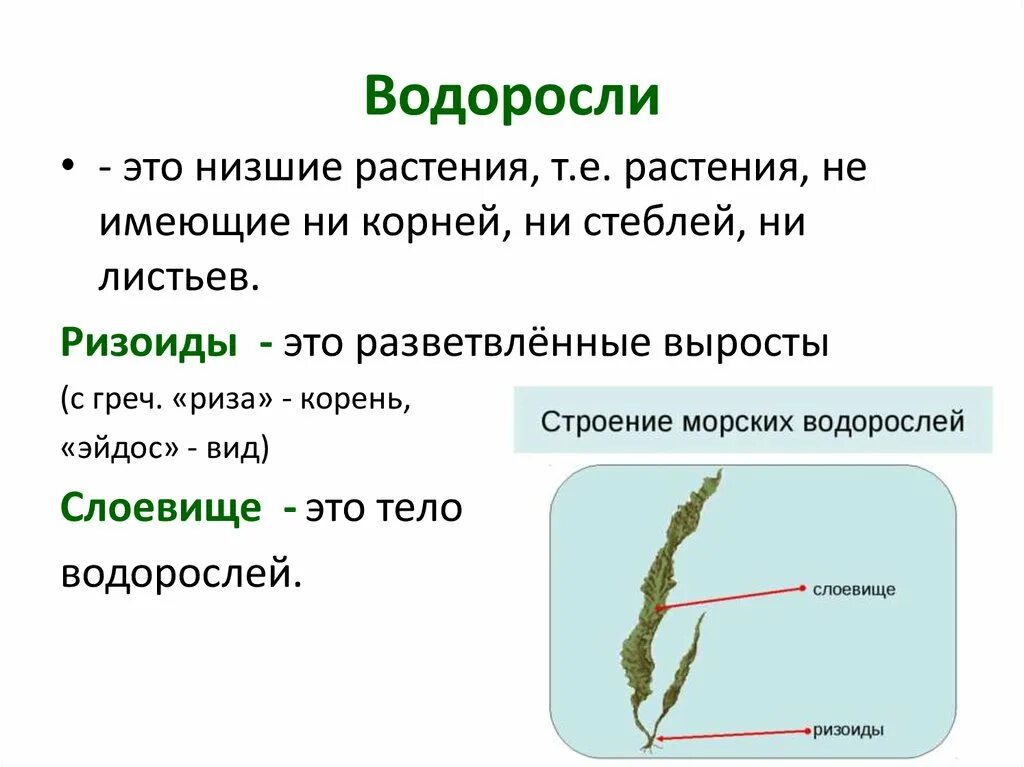 Понятие водорослей. Строение водорослей 3 класс. Строение водоросли ламинарии. Строение водорослей 4 класс. Водоросли строение кратко 2 класс.