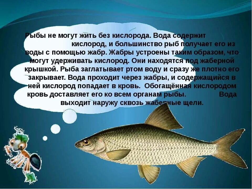 Рассказ о рыбе. Рыба для презентации. Сообщение на тему рыбы. Доклад про рыб.