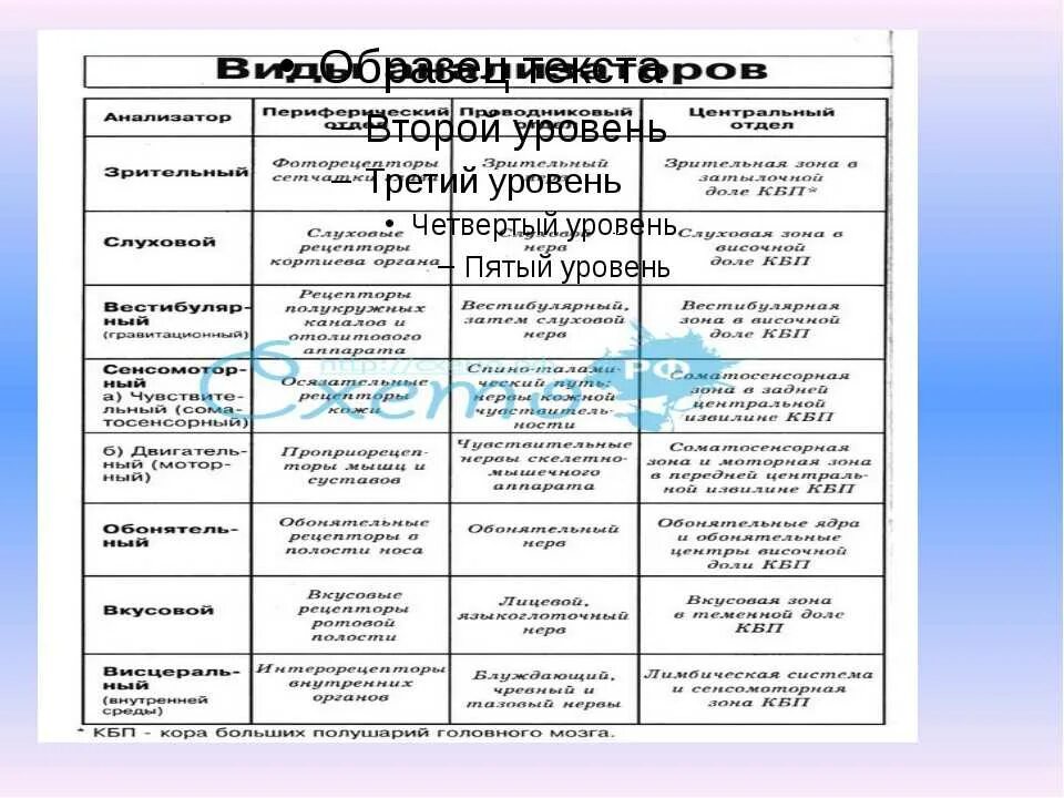 Таблица строение анализаторов 8 класс. Таблица анализаторы расположение рецепторов. Таблица название анализатора строение функции. Строение и функции анализаторов таблица. Таблица анализатор периферический отдел.