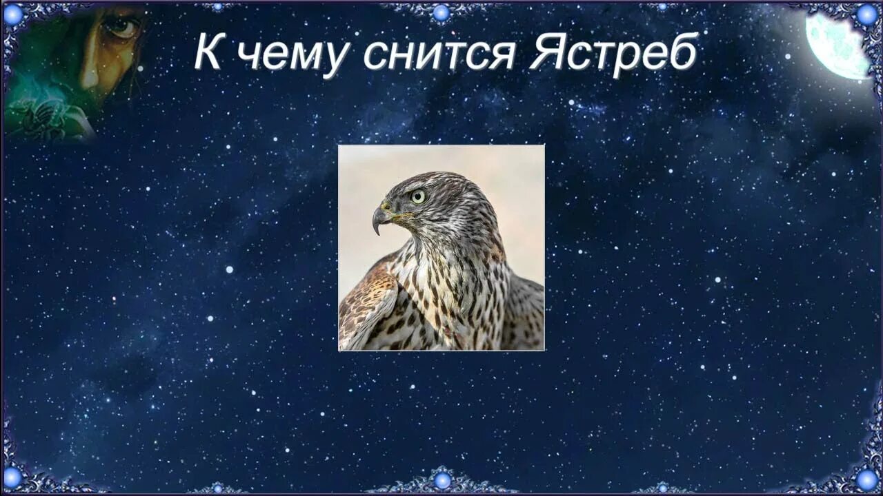 Сонник толкование к чему снится птица. Ястреб во сне. к чему снится ястреб. к чему снятся ястребы во сне. видеть ястреба во сне.