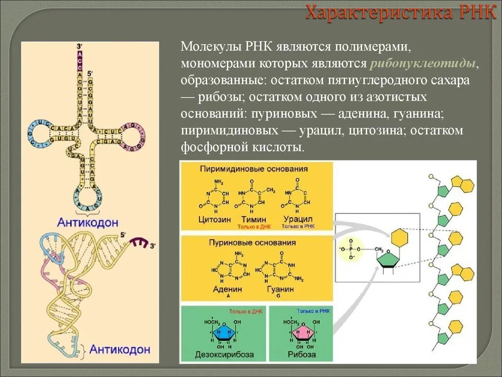 Виды рнк характеристика. Характеристика РНК. Молекула РНК. Особенности РНК свойств. Параметры РНК.