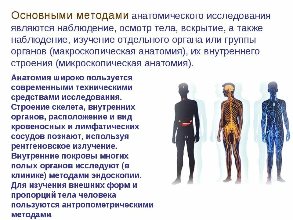 А также изучение методов исследования. Методы изучения человеческого организма. методы исследования человеческого тела. методы изучения анатомии человека. современные методы исследования человека.