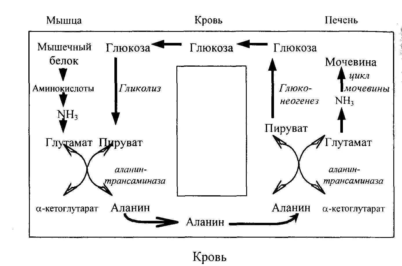 Цикл глюкозы. Глюкозо аланиновый цикл биохимия. Схема глюкозо-аланинового цикла. Схема превращения аланина в глюкозу. Схема глюкозо аланинового цикла биохимия.