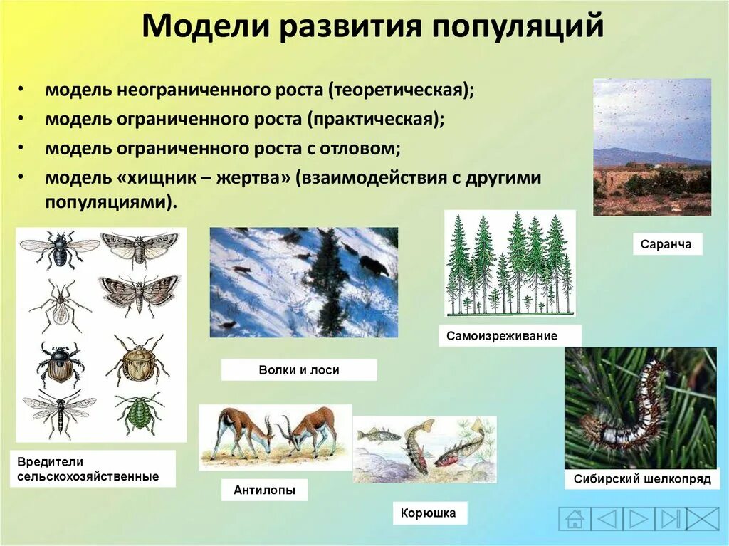 Причины изменения численности популяции в экосистеме. Модель популяции. Модель развития популяции. Моделирование развития популяции. Биологические модели развития популяций..