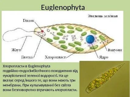 Эвглена целлюлоза