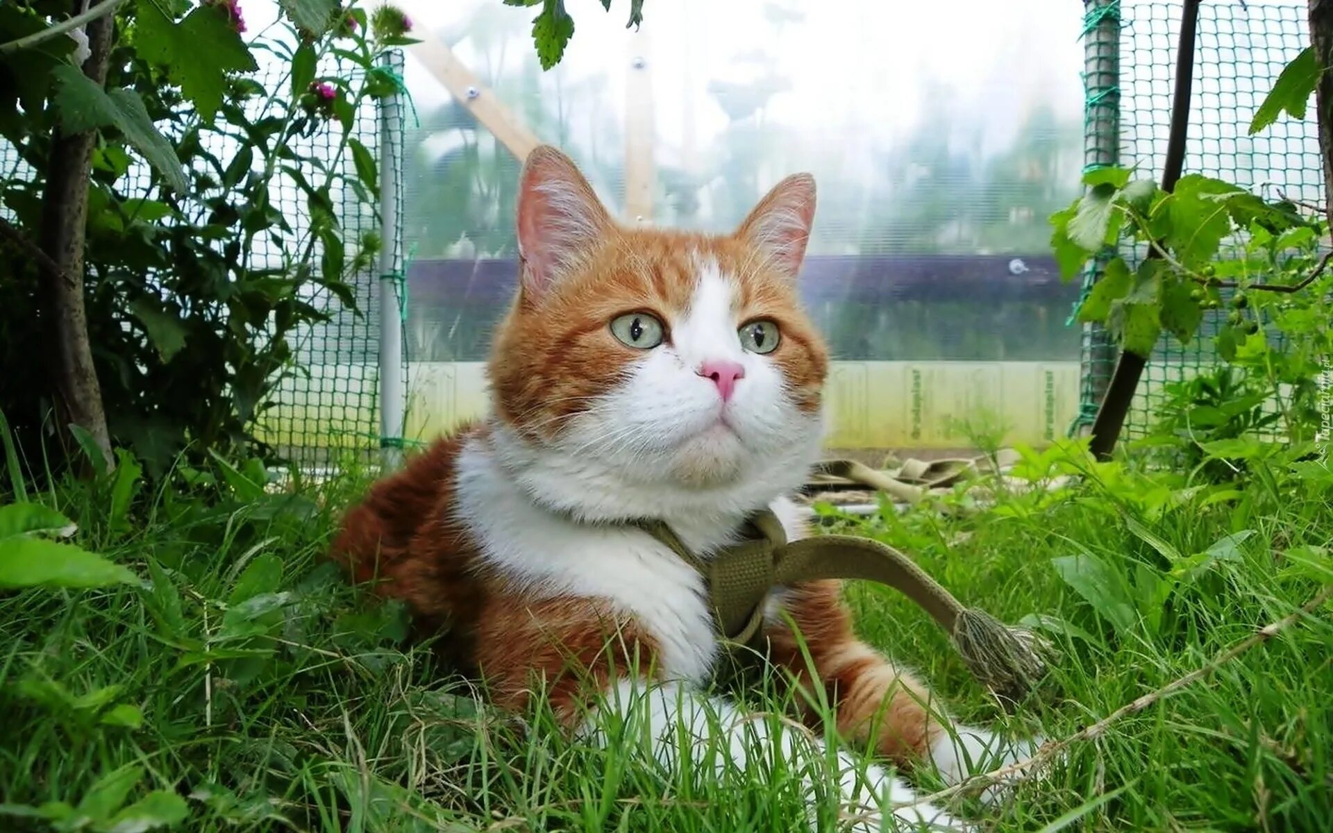 Кошка дачи купить. Рыжий кот. Деревенская кошка. Рыжий деревенский кот. Рыжий кот на даче.