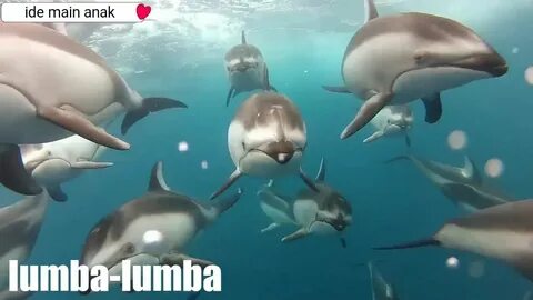 Музыка дельфины видео