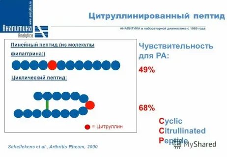 Антитела к циклическим пептидам
