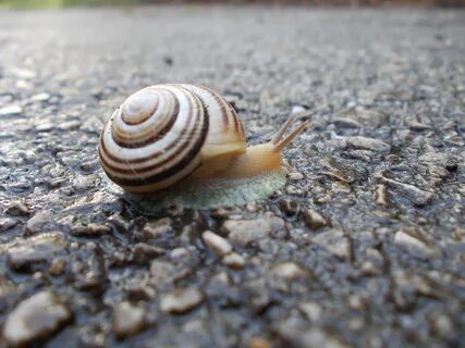 File:Piršenbreg Snail 03.jpg - Wikimedia Commons.