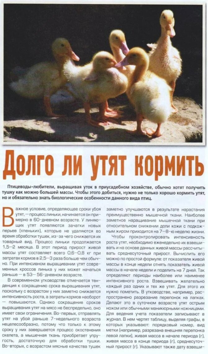 Утка ст 5 описание породы