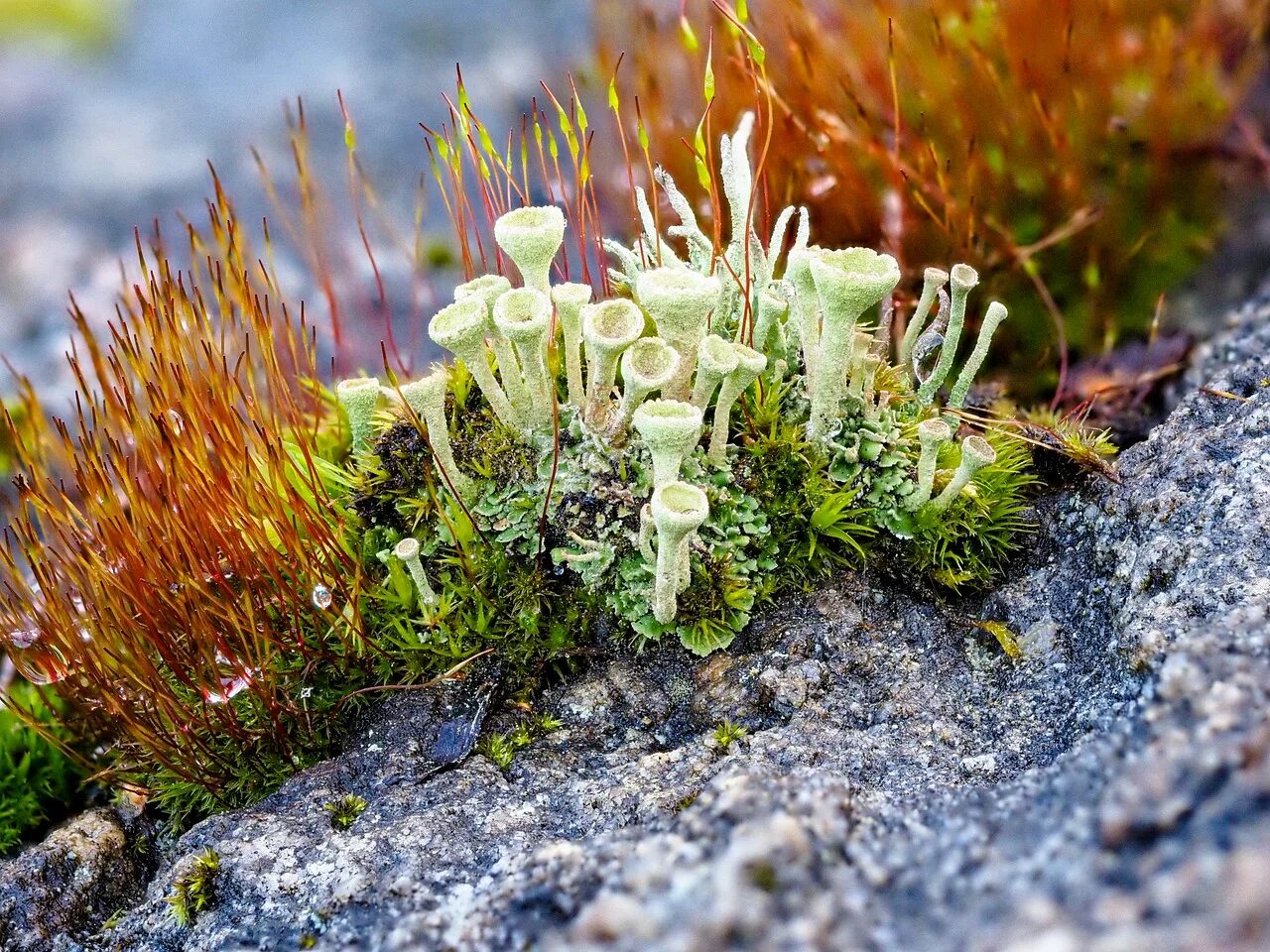 прибрежные мхи примеры. мох барбула. мох катаринея. гипнум кипарисовый мох. листостебельные бриевые мхи.