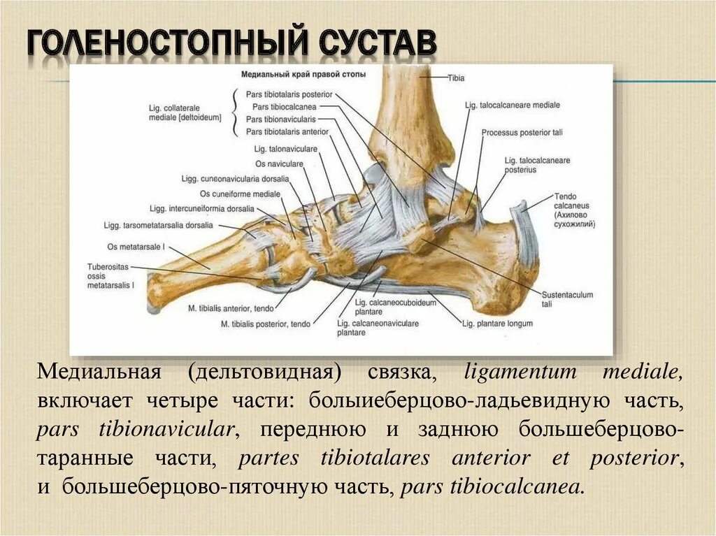 Голеностопный сустав это