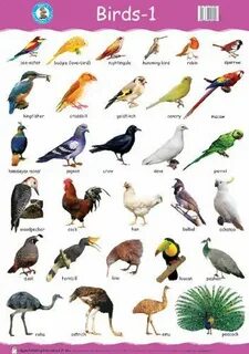 Перевод с английского на русский birds