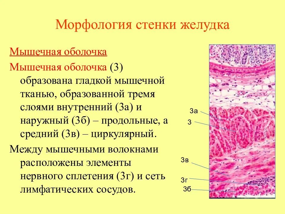 Оболочка образованная плотной соединительной тканью. Гистология мышечная оболочка желудка 3 слоя мышц. гладкие мышечные ткани мышечного слоя желудка. ткани желудка строение.