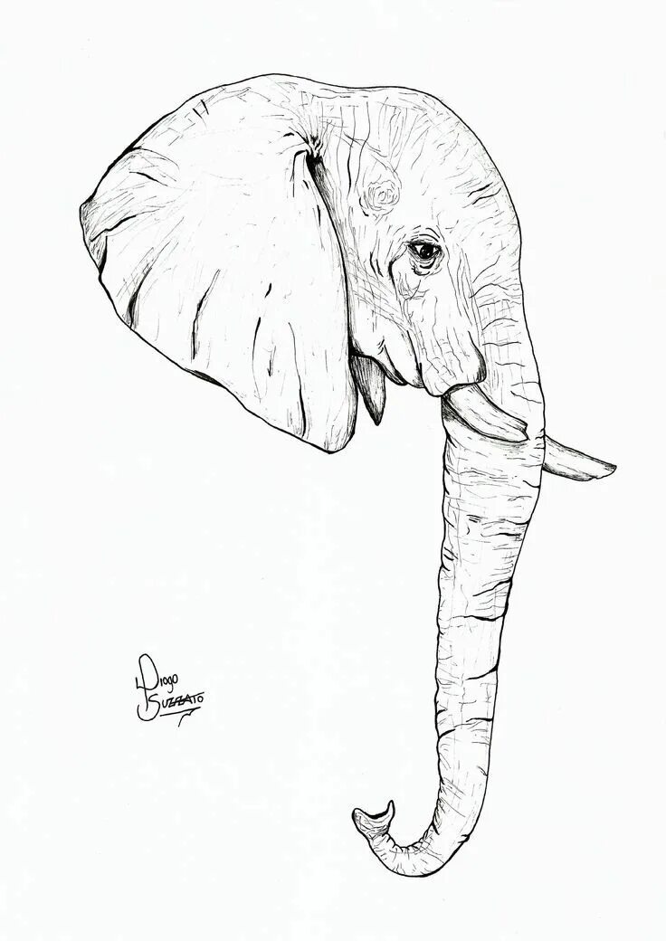 Рисунки хобот