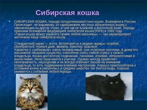 Сибирский кот характеристика породы. Описание сибирского кота. Сибирская кошка краткое описание для детей 2 класса. Краткая характеристика кошки. Описание породы кошек сибирская кошка.