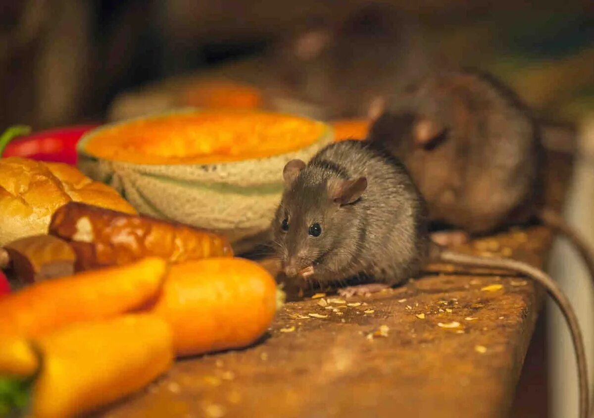 Принял мыши. Крыса с овощами. Дом Миши.