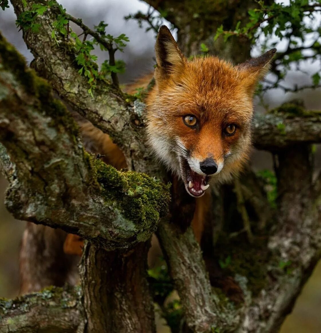 лиса на ветке. лисы лазают по деревьям. лиса на дереве. лисёнок на дереве. лиса лезет по дереву.
