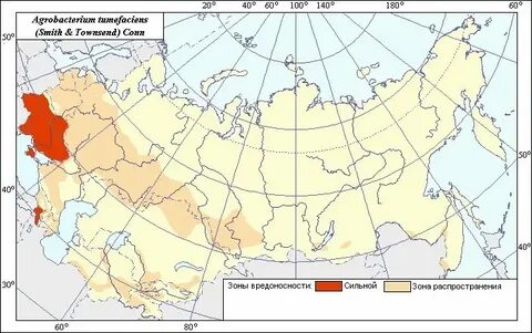 Лиственница даурская ареал