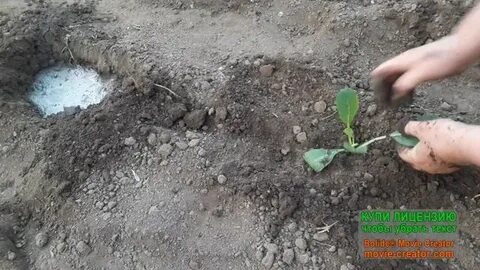 Что посадить поздней осенью