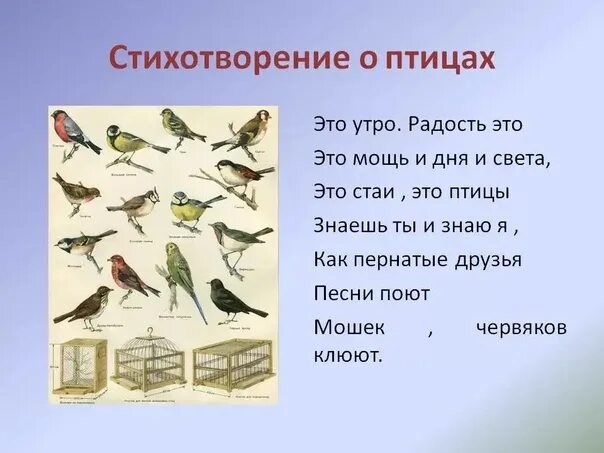 Стихи про птиц. Красивые стихи о птицах. Стишок про птиц для детей. Стихи про перелетных птиц для детей.