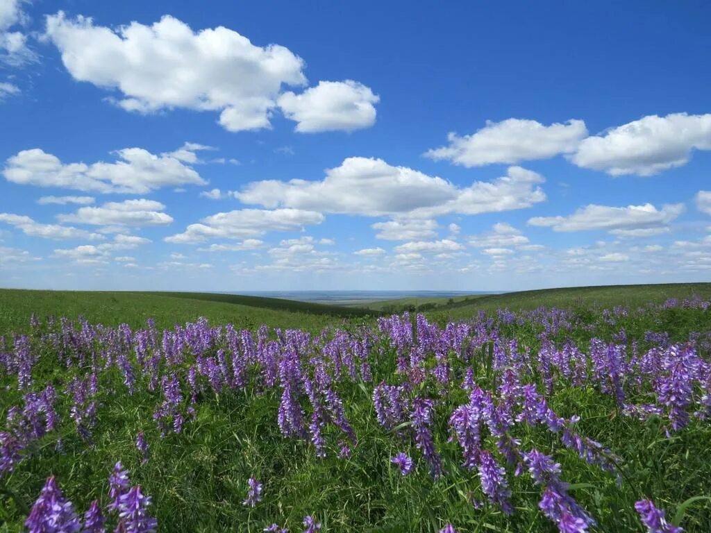 Оренбуржье фото. Оренбургский Степной заповедник. Буртинская степь Оренбургской области. Буртинская степь заповедник. Степь пейзаж Оренбург.