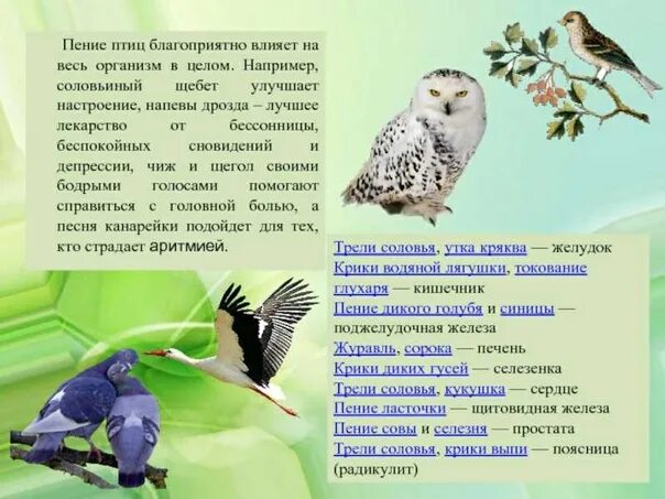Соловей прилагательное