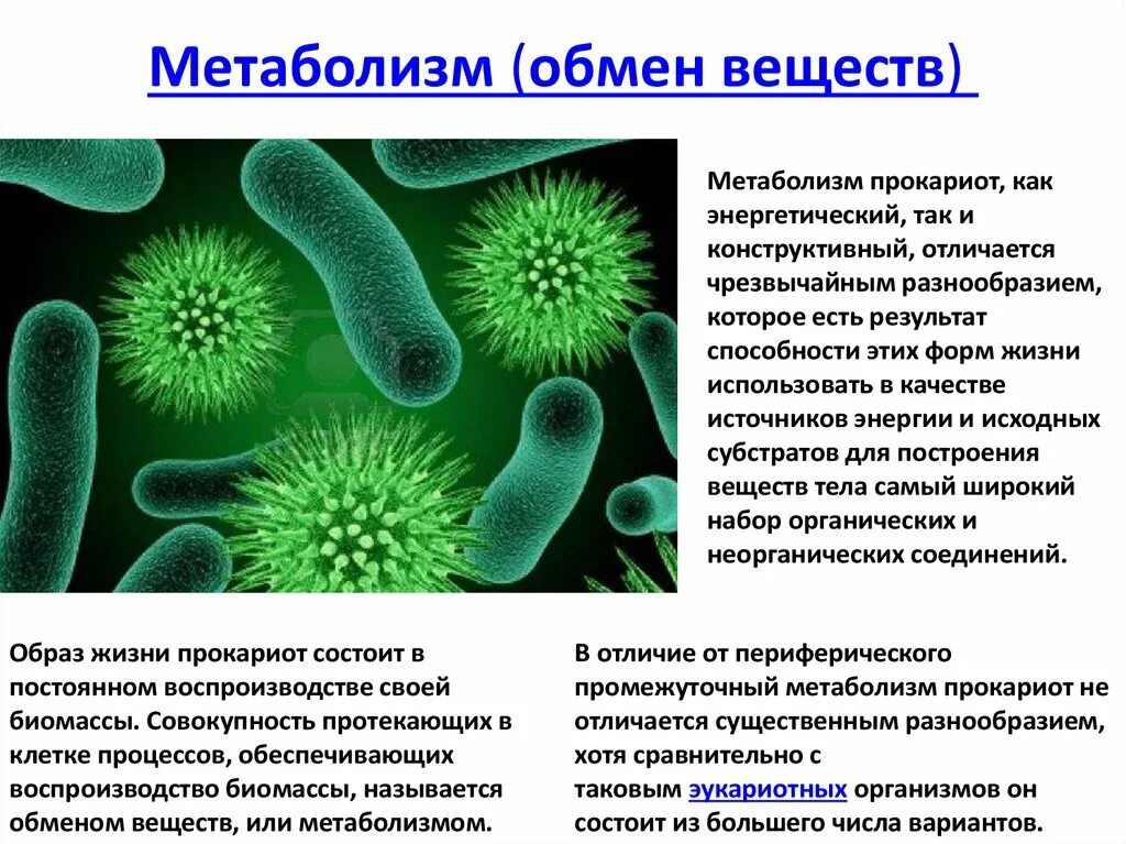 1. Этапы экспрессии генов схема. Обмен веществ прокариот. Обмен веществ прокариот. Структура оперона прокариот.