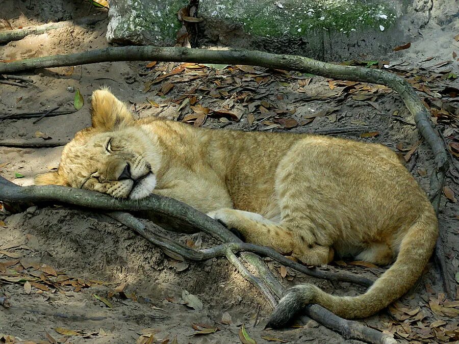 Фф sleeping lions автор litmasily. Лев спящий. Спящие львы дом. Яйца у спящего Льва в Ялте. Bernini sleeping Lion.