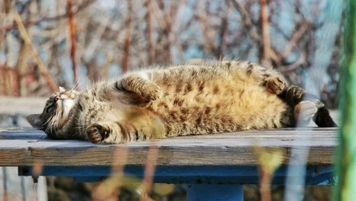 Довольный рыжий кот. Котик радуется. Котенок нежится на солнце. Котёнок и солнышко. Котик на солнышке.