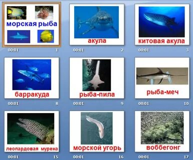 Рыбы признаки рыб 1 класс