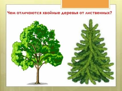 Лиственные и хвойные 2 класс