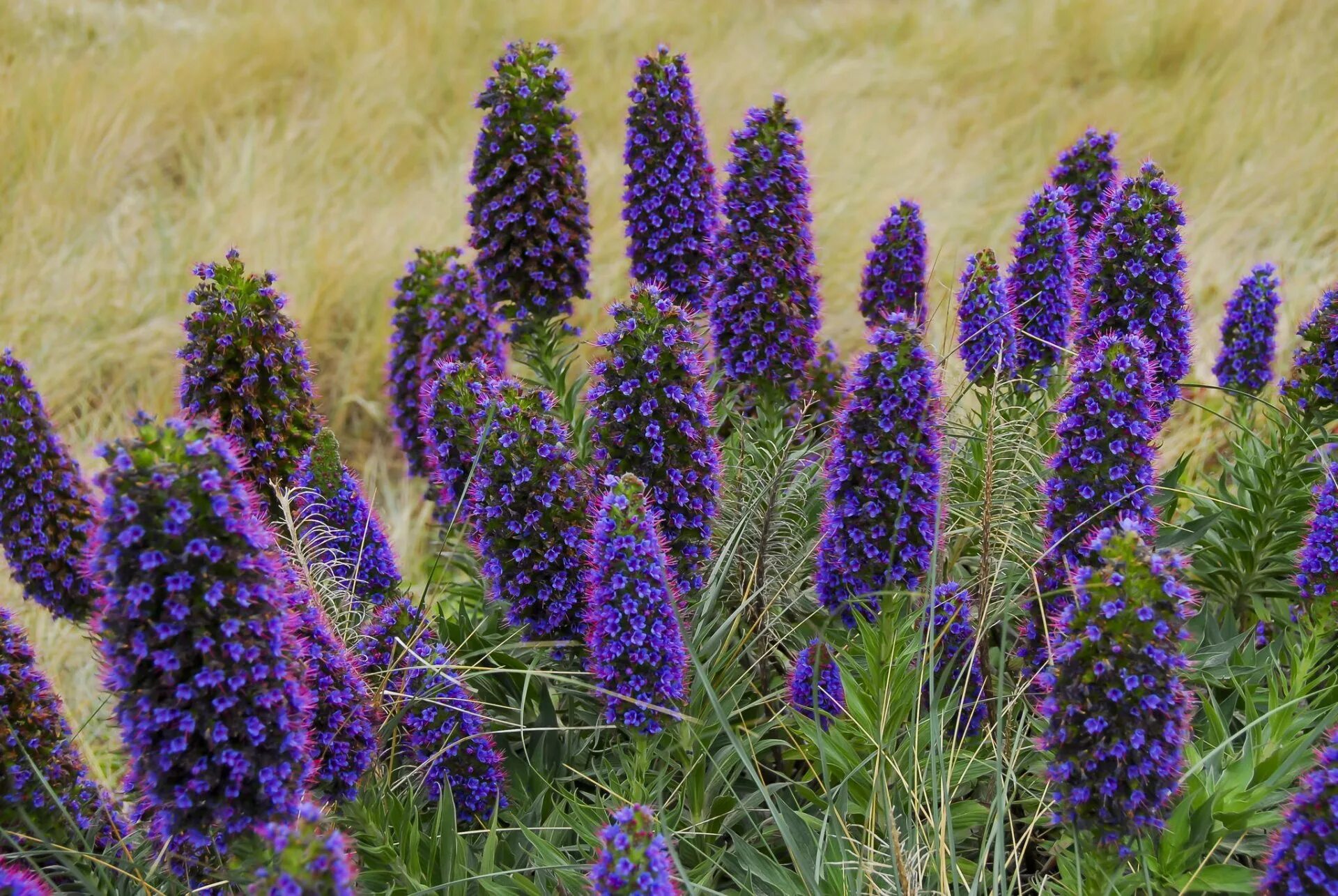 Цветок с фиолетовыми цветочками. Синяк белеющий, Echium candicans,. Эхиум белеющий - Echium candicans. Полевой цветок Медовник сиреневый. Люпины Лиатрис.