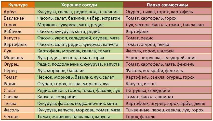 После каких культур можно огурцы. Совместимость посадок овощей на грядках таблица. Соседи на огороде совместимость растений таблица. Совместимость овощных культур при посадке на грядке таблица. Соседство овощей на грядках таблица.