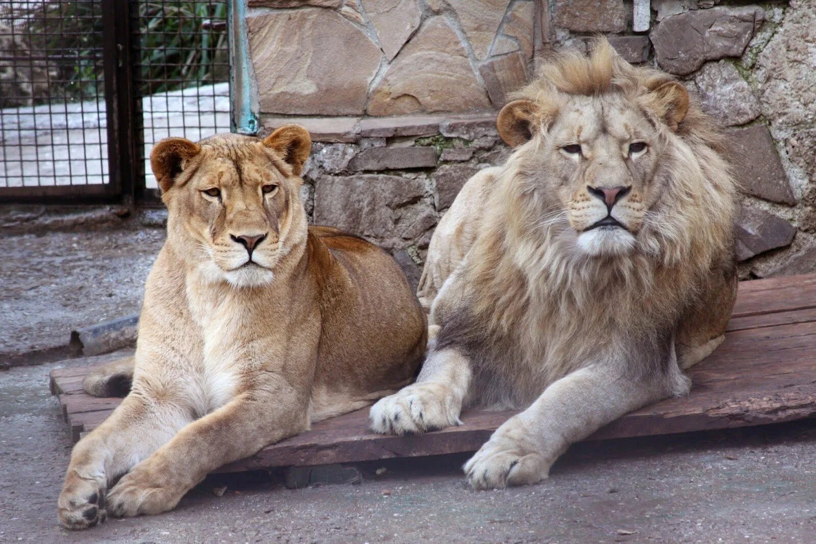 Крымский сафари-парк тайган. Тайган сафари парк. Зоопарк тайган в крыму. Тайган сафари парк. Белогорск львиный парк.