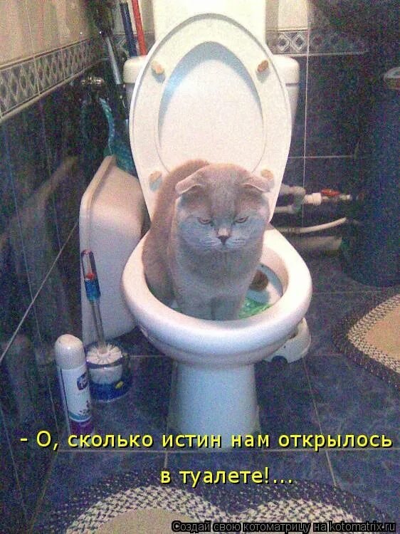 Кот на унитазе.